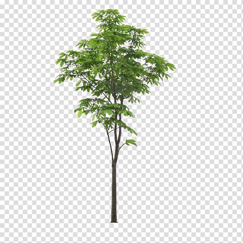 Деревья план пнг