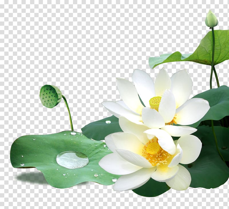 Цветок лотос на белом фоне