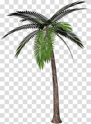 Пальмовая ветвь рисунок
