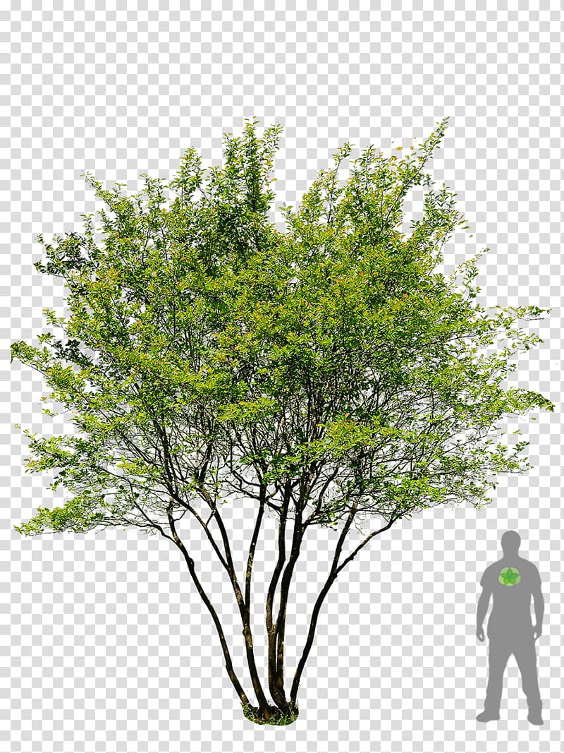 Английский дуб Дерево Prunus serrulata Сад Ландшафтный дизайн, орех PNG .
