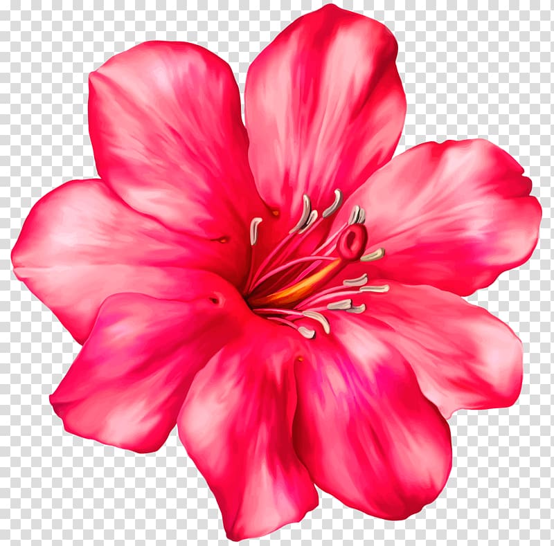 Красный цветок на прозрачном фоне