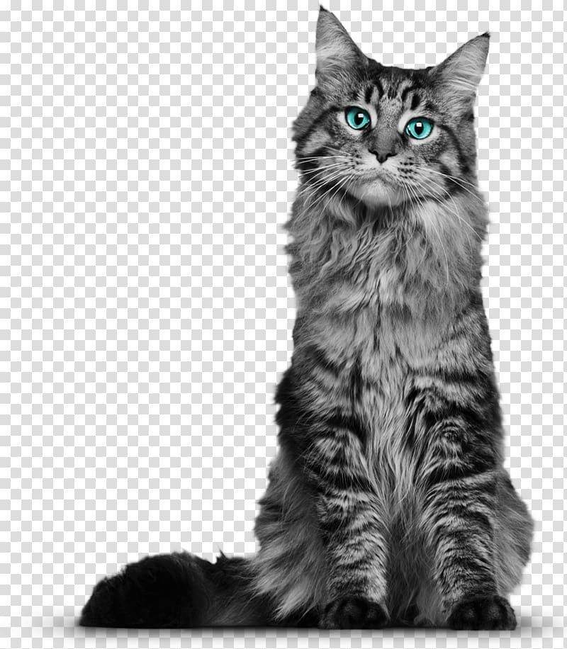 длинношерстная серая кошка, мейн-кун усы домашняя короткошерстная кошка