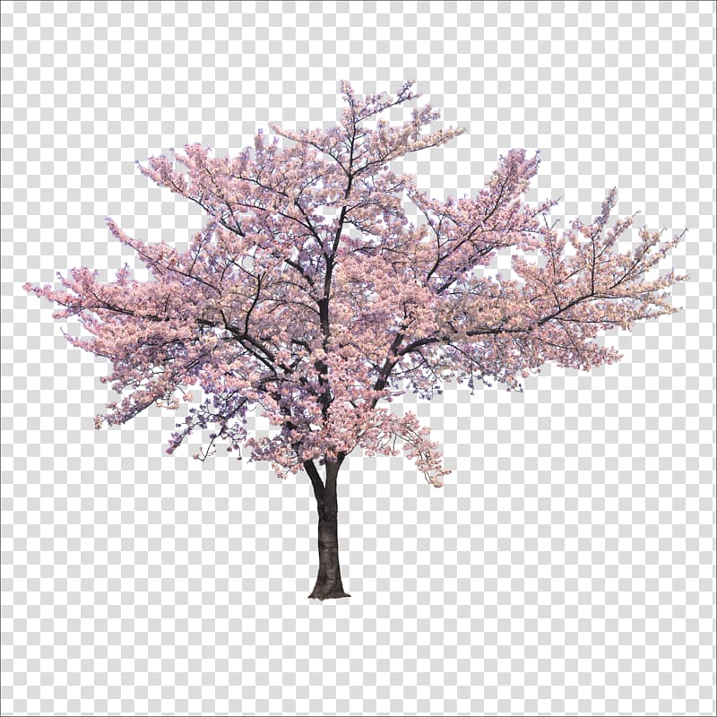 Дерево Черри Блоссом Ветка, Деревья, вишни дерево PNG | HotPNG