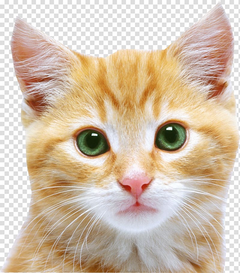 Ушки кота на зеленом фоне