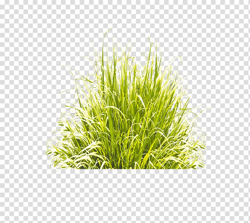 Куст травы | Бесплатно вектор
